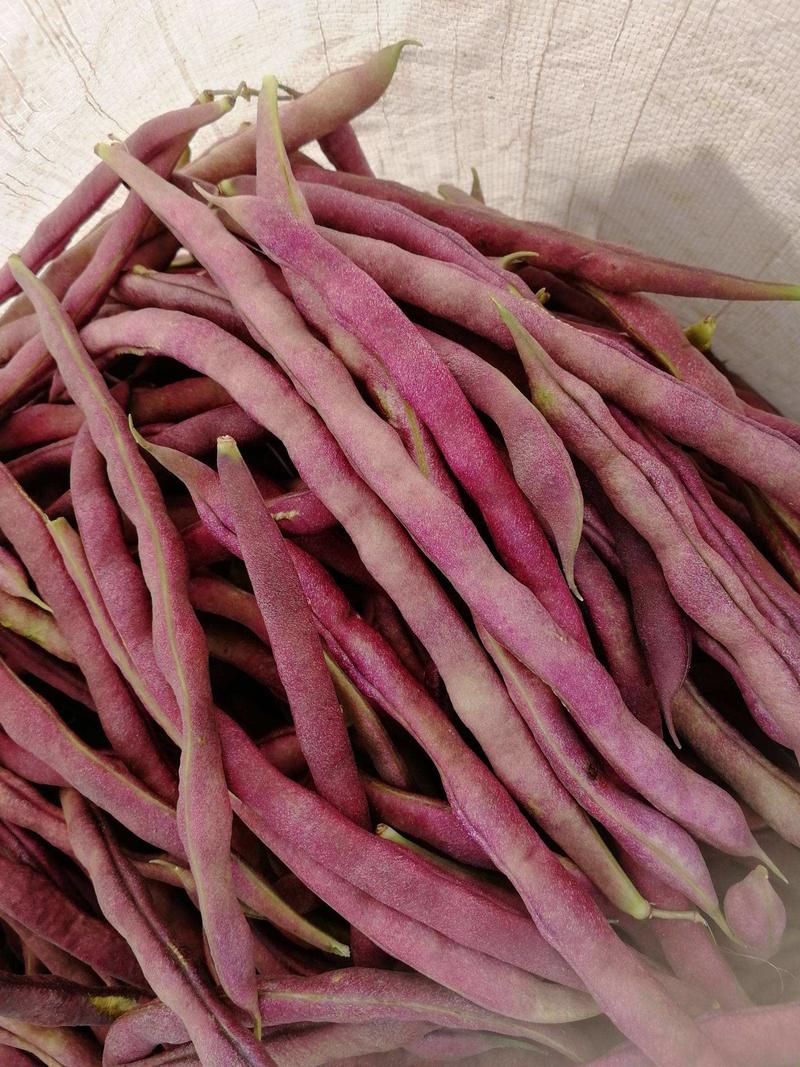 九粒红架豆四季豆芸豆种籽早熟东方红紫豆角种子高产四季播蔬