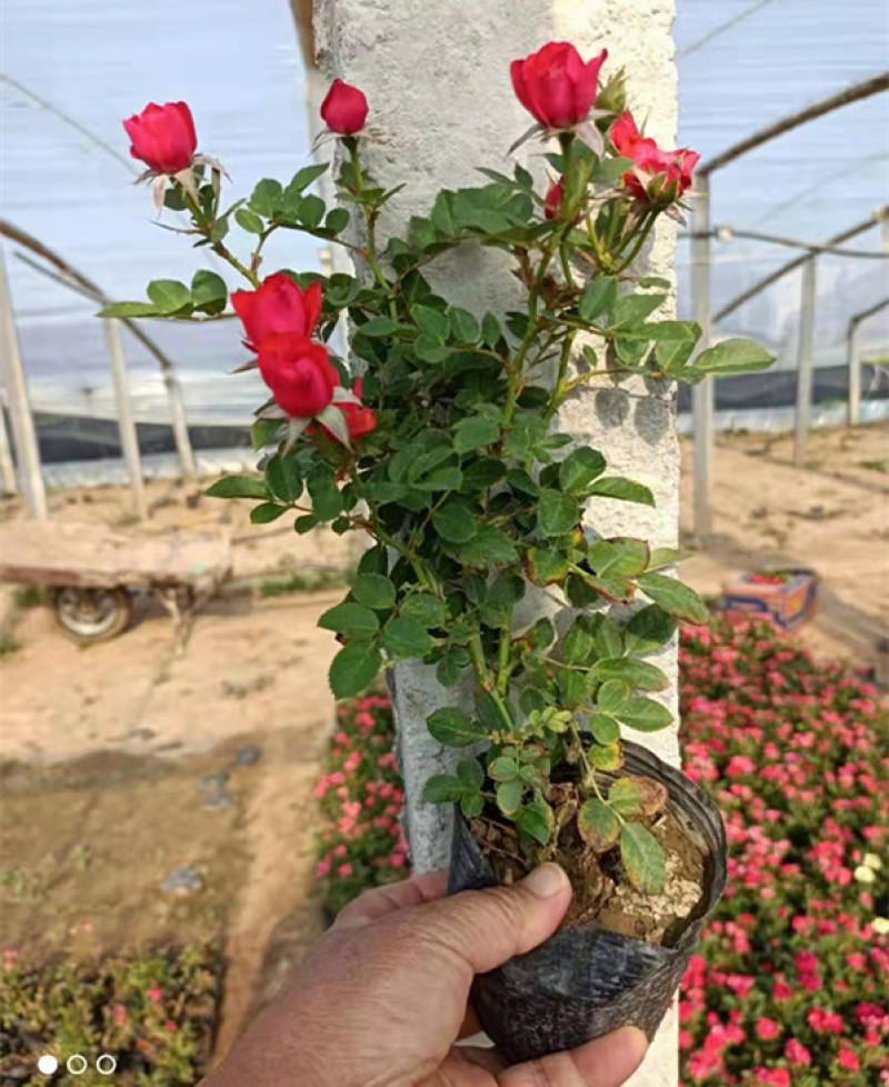 微型月季培育基地微型月季批发山东微型月季供应
