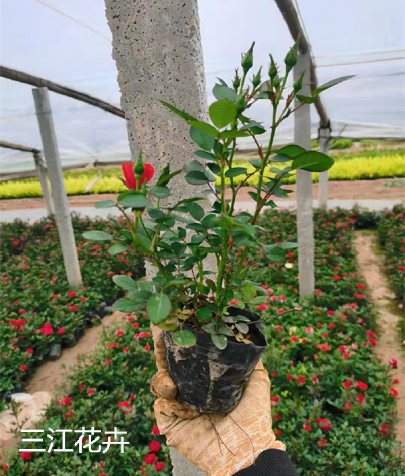 微型月季培育基地微型月季批发山东微型月季供应