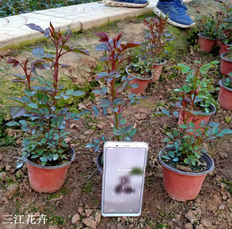 微型月季培育基地微型月季批发山东微型月季供应