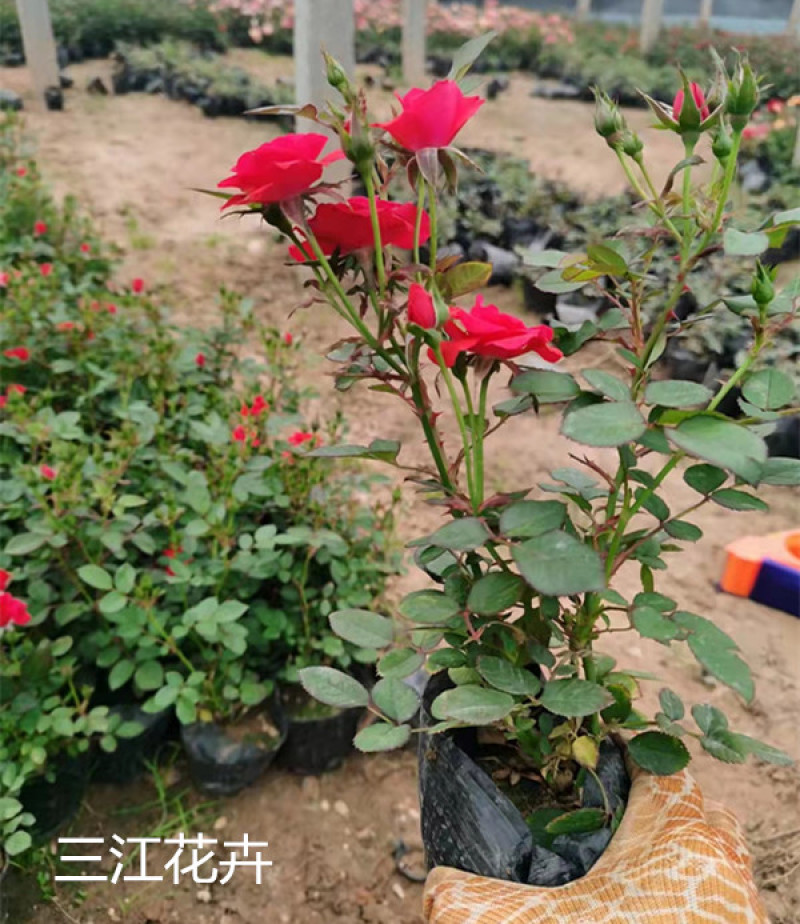 微型月季培育基地微型月季批发山东微型月季供应