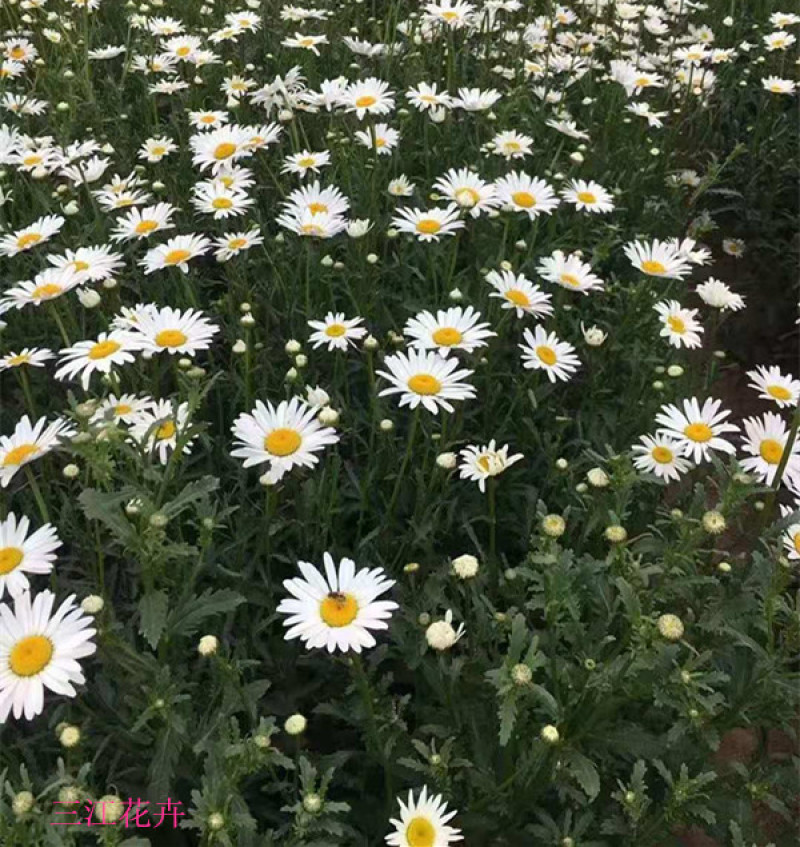 大滨菊批发多芽大滨菊价格宿根菊花大滨菊种子