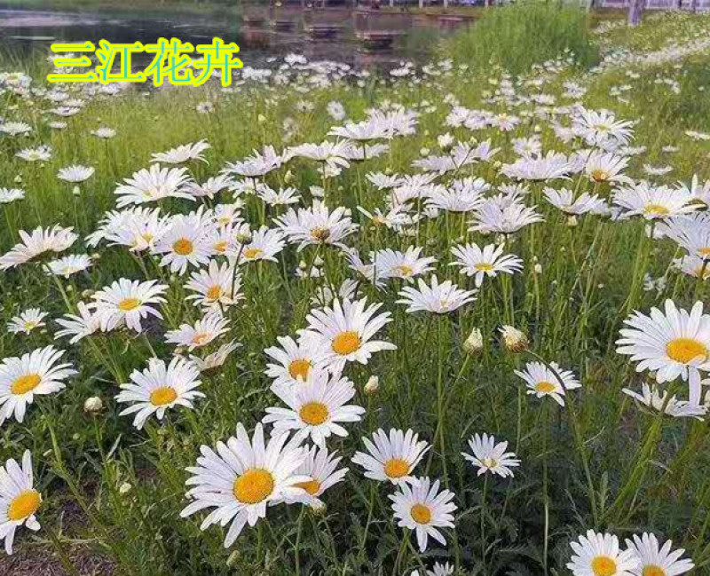大滨菊批发多芽大滨菊价格宿根菊花大滨菊种子
