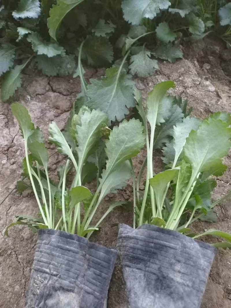 大滨菊批发多芽大滨菊价格宿根菊花大滨菊种子