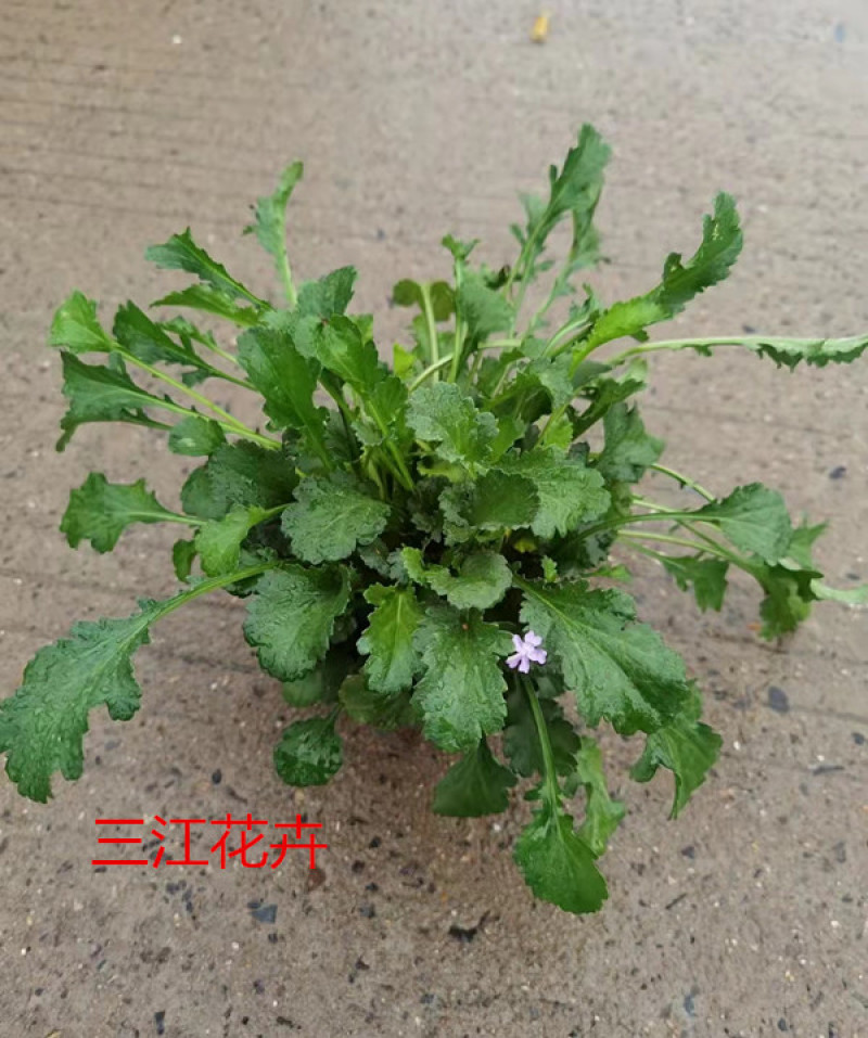 白晶菊盆栽景观花海花卉白晶菊三江花卉现货销售