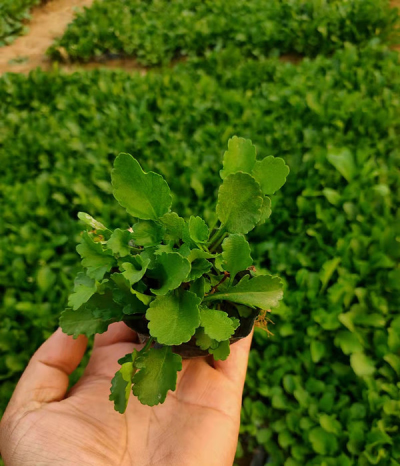 白晶菊盆栽景观花海花卉白晶菊三江花卉现货销售