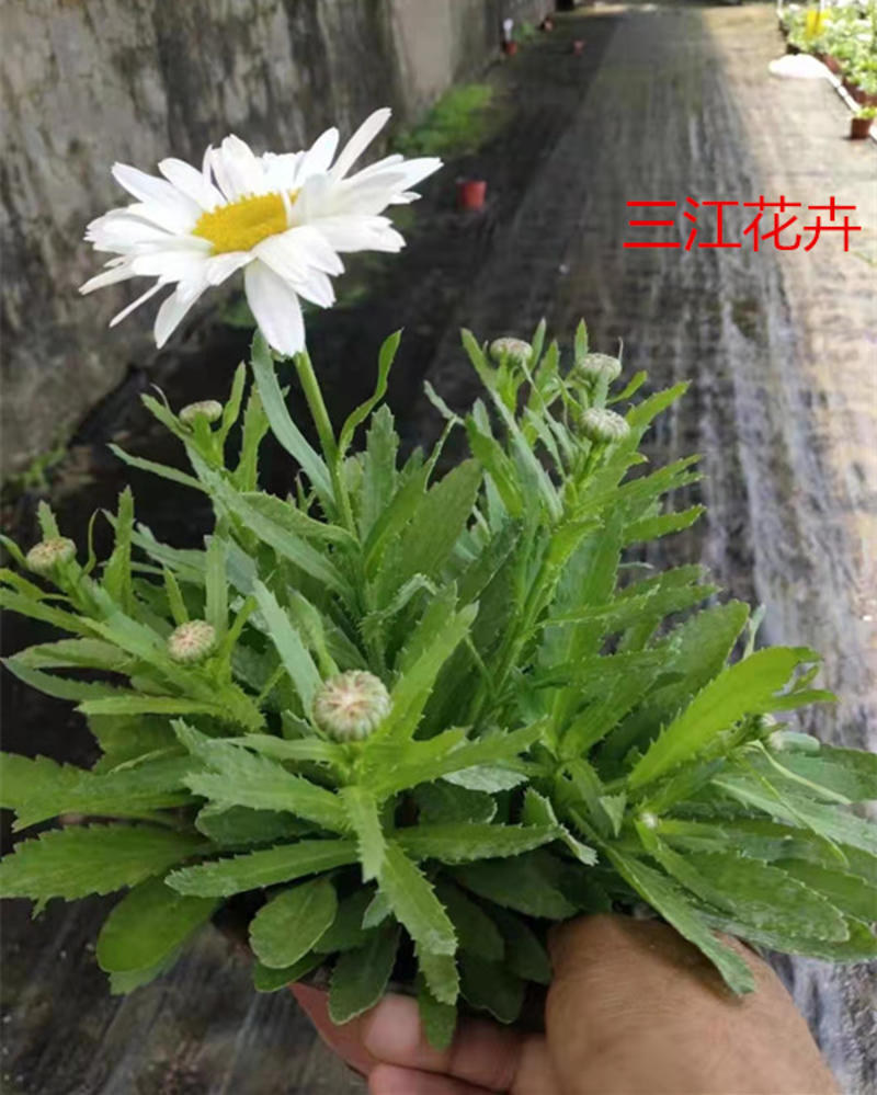 白晶菊盆栽景观花海花卉白晶菊三江花卉现货销售