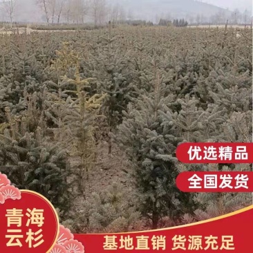 云杉，青海云杉货量大优惠，货源充足，包成活包技术