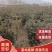 云杉，青海云杉货量大优惠，货源充足，包成活包技术