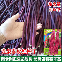 龙泉春秋红豇豆种子紫豆角种籽早熟高产特长豆角蔬菜种子