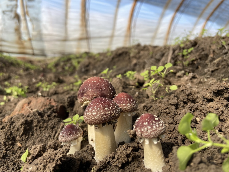 精品通江姬松茸，大量现货，干货易泡发口感纯正