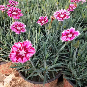 彩虹石竹杯苗基地种植宿根花卉多年生耐旱耐寒