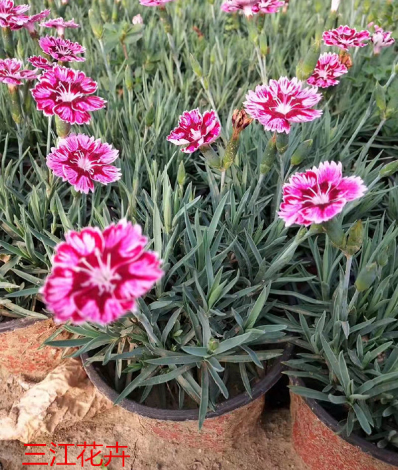 彩虹石竹杯苗基地种植宿根花卉多年生耐旱耐寒