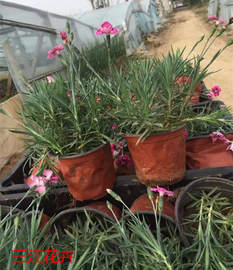 彩虹石竹杯苗基地种植宿根花卉多年生耐旱耐寒