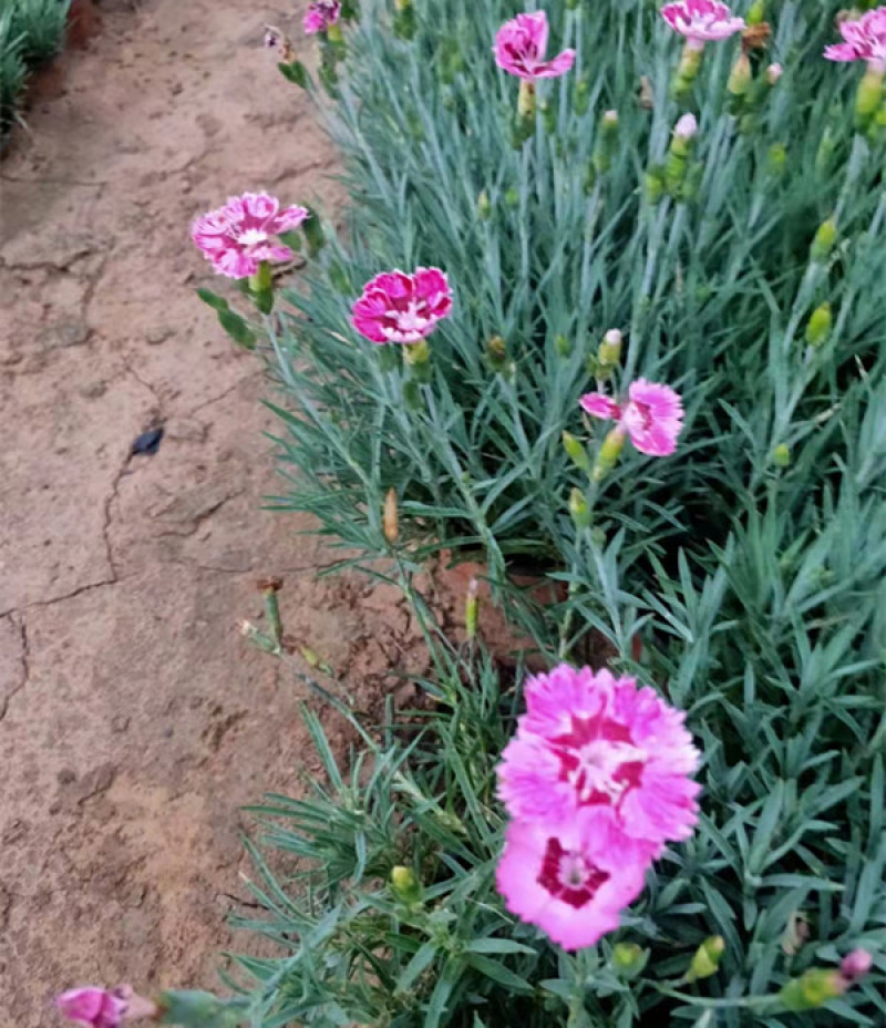 彩虹石竹杯苗基地种植宿根花卉多年生耐旱耐寒