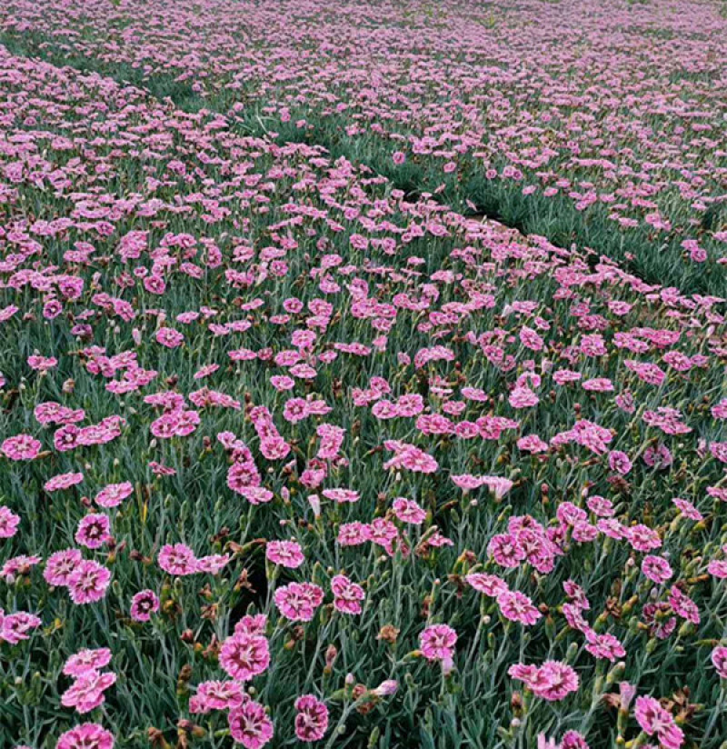 彩虹石竹杯苗基地种植宿根花卉多年生耐旱耐寒