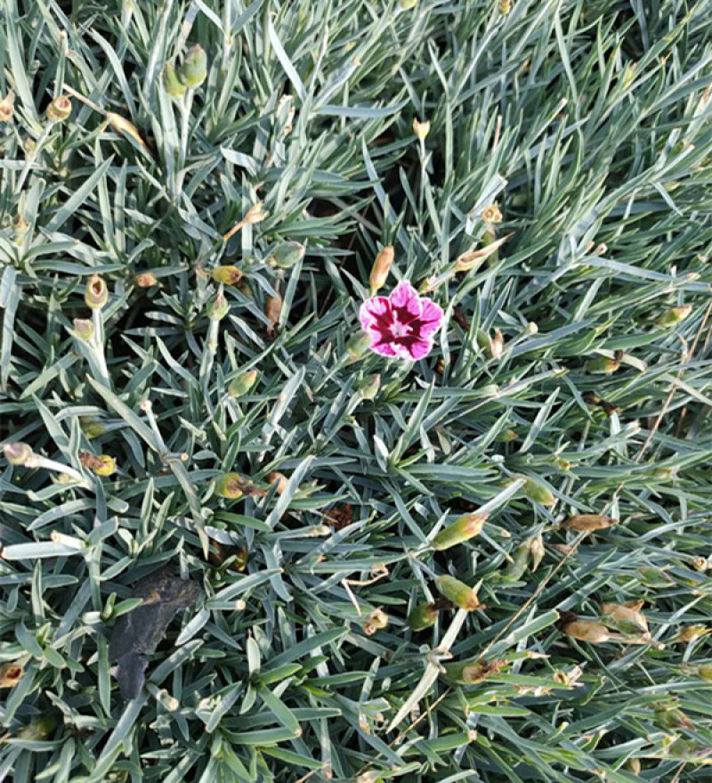 彩虹石竹杯苗基地种植宿根花卉多年生耐旱耐寒