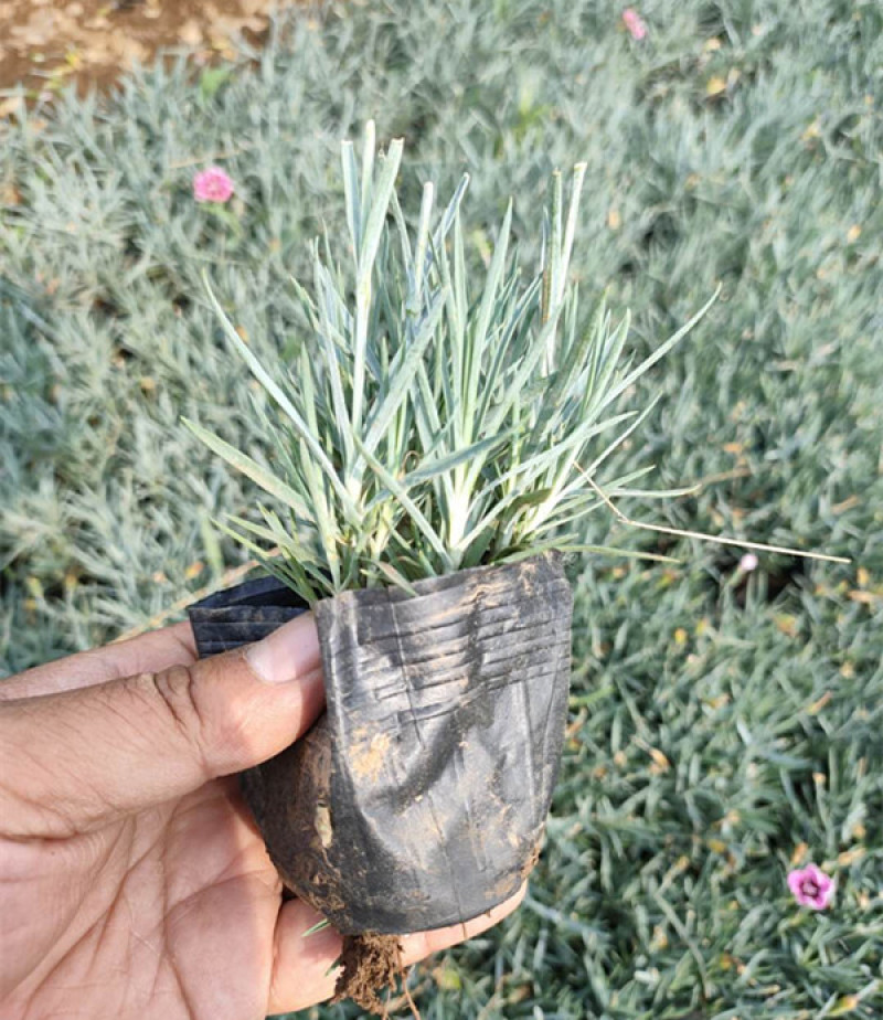 彩虹石竹杯苗基地种植宿根花卉多年生耐旱耐寒