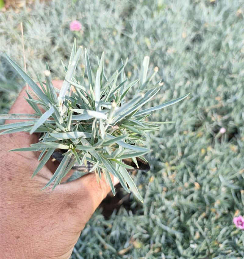 彩虹石竹杯苗基地种植宿根花卉多年生耐旱耐寒
