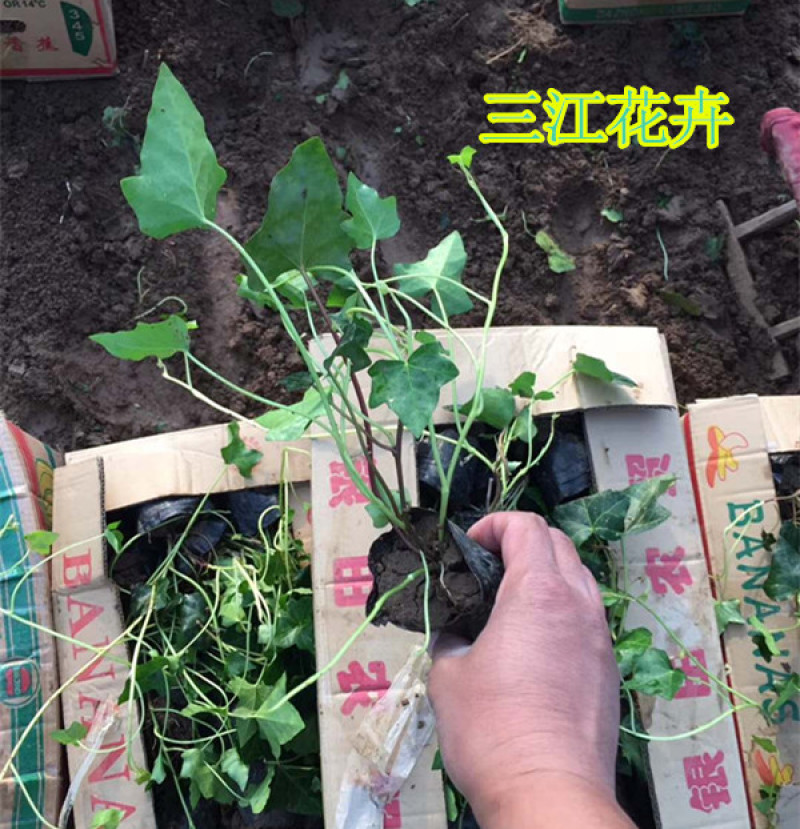 常春藤叶形美丽四季常青有装饰美化环境的效果