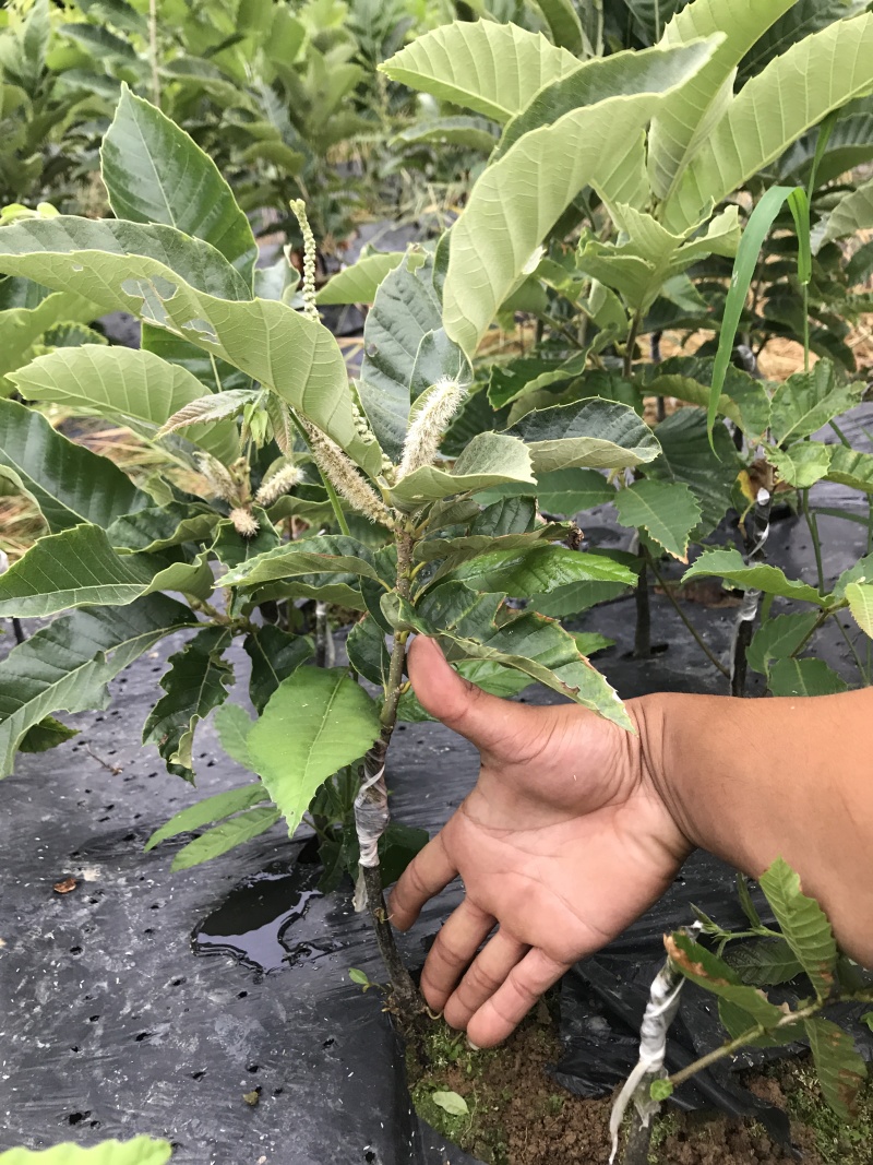 板栗苗嫁接苗大红袍板栗油栗锥栗基地直发带土带叶发货