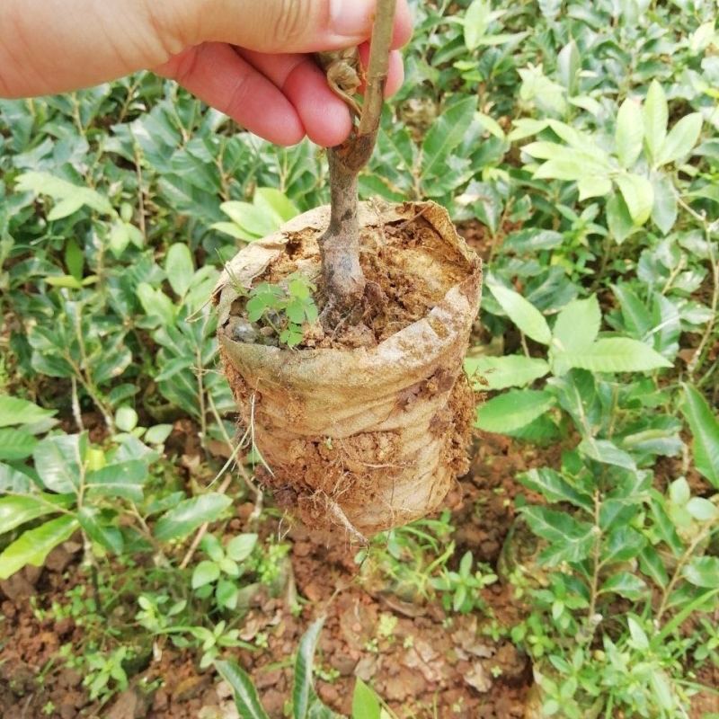 板栗苗嫁接苗大红袍板栗油栗锥栗基地直发带土带叶发货