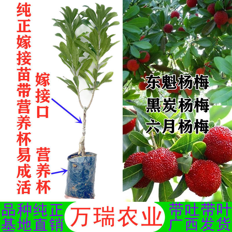 杨梅苗东魁杨梅黑炭杨梅六月杨梅带土带叶发货