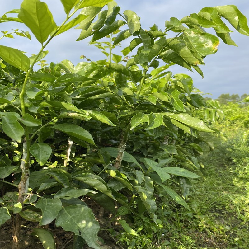 无核嫁接紫肉黄皮鸡心黄皮贵妃黄皮黑皮黄皮带土带叶
