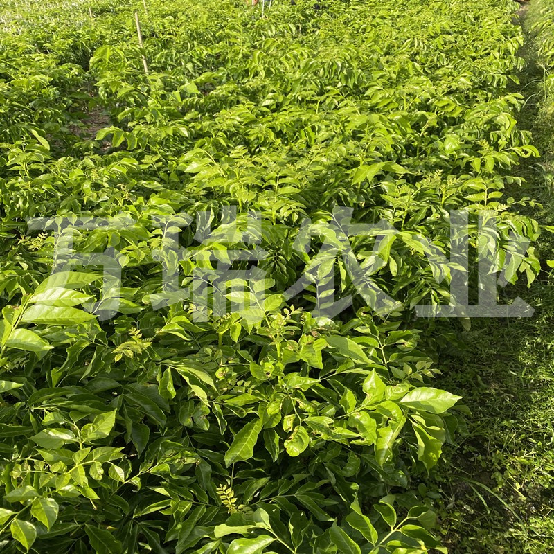 无核嫁接紫肉黄皮鸡心黄皮贵妃黄皮黑皮黄皮带土带叶
