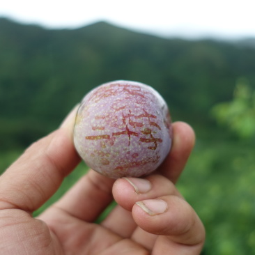 三华李早熟三华李米李带土带叶发货可盆栽种植