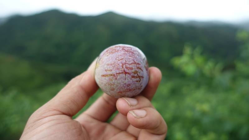 三华李早熟三华李米李带土带叶发货可盆栽种植