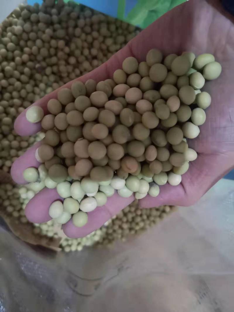 鲜食大粒毛豆种子早熟高产青豆黄豆菜豆籽春四季大粒菜豆种孑