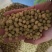 鲜食大粒毛豆种子早熟高产青豆黄豆菜豆籽春四季大粒菜豆种孑