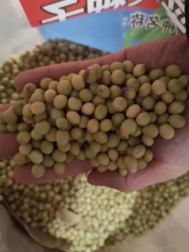 鲜食大粒毛豆种子早熟高产青豆黄豆菜豆籽春四季大粒菜豆种孑