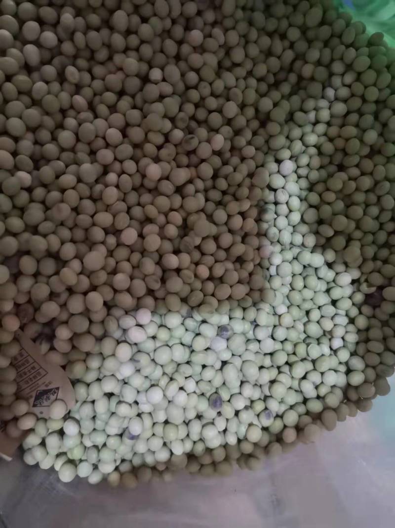 鲜食大粒毛豆种子早熟高产青豆黄豆菜豆籽春四季大粒菜豆种孑