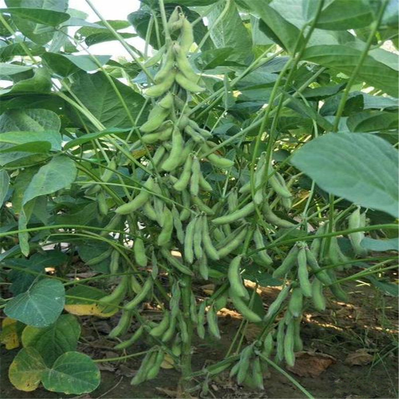 鲜食大粒毛豆种子早熟高产青豆黄豆菜豆籽春四季大粒菜豆种孑