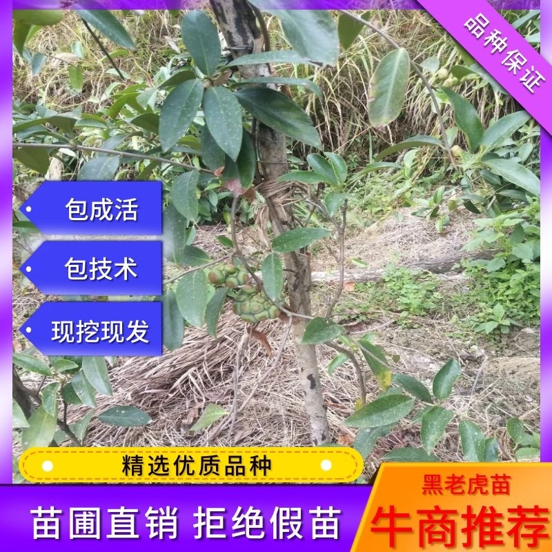 湖南黑老虎挂果树苗、五年以上树苗存活率高欢迎选购
