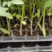 幼苗西红柿苗，自家种植品种齐全，品质保证，四季种植