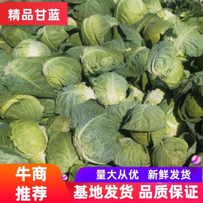【甘蓝】牛心菜量大从优精品甘蓝产地直销