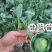 甘蓝苗，软叶或硬叶两个品种，三叶一心~五叶一心