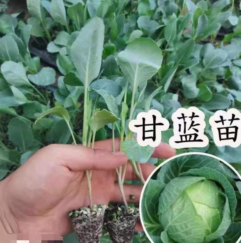 甘蓝苗，软叶或硬叶两个品种，三叶一心~五叶一心