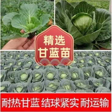 甘蓝苗，软叶或硬叶两个品种，三叶一心~五叶一心