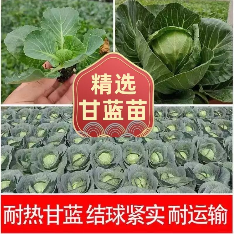 甘蓝苗，软叶或硬叶两个品种，三叶一心~五叶一心