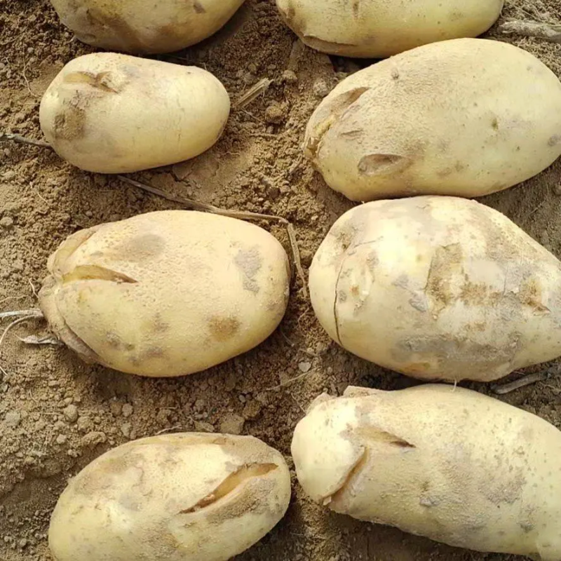 开封通许V7土豆黄皮黄心署形好圆润无黑点纸箱袋装规格全时间长