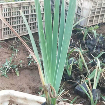 盆栽德国鸢尾小苗一手货源苗圃直发耐低温德国鸢尾价格