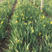 盆栽德国鸢尾小苗一手货源苗圃直发耐低温德国鸢尾价格