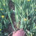 盆栽德国鸢尾小苗一手货源苗圃直发耐低温德国鸢尾价格