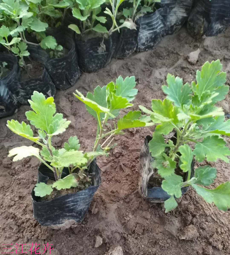 地被菊小苗多年生宿根草本植物地被菊花朵繁密花色丰富
