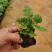 地被菊小苗多年生宿根草本植物地被菊花朵繁密花色丰富