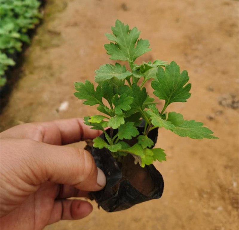 地被菊小苗多年生宿根草本植物地被菊花朵繁密花色丰富